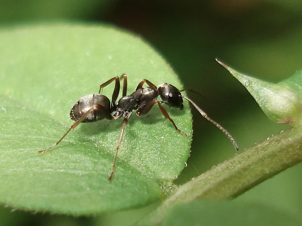 Close-up of an ant on a leaf
